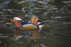 Aix galericulata