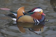Aix galericulata
