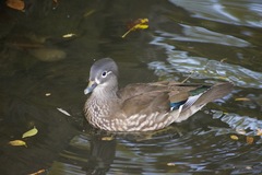 Aix galericulata
