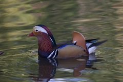 Aix galericulata