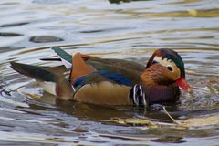 Aix galericulata