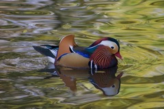 Aix galericulata