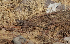 Aspidoscelis exsanguis