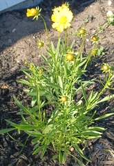 Coreopsis lanceolata