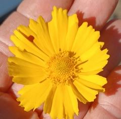 Coreopsis lanceolata