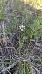 Arabis pycnocarpa