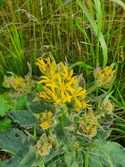 Senecio sarracenicus