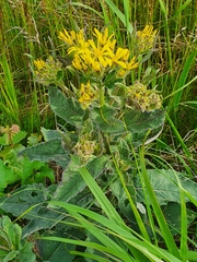 Senecio sarracenicus