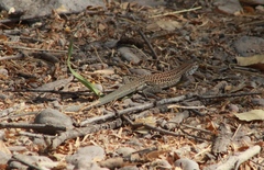 Aspidoscelis exsanguis