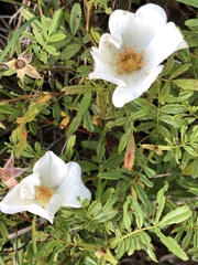 Rosa foliolosa