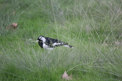 Grallina cyanoleuca