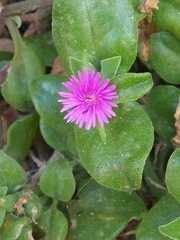Mesembryanthemum cordifolium
