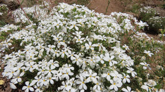 Leptosiphon floribundus