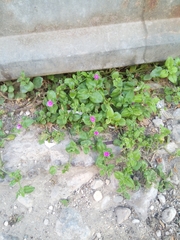Mesembryanthemum cordifolium