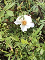 Rosa foliolosa