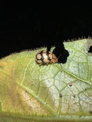 Platyphora mirabilis