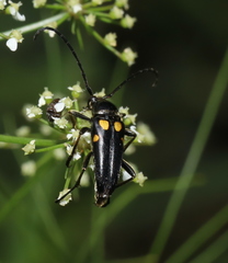 Typocerus lunulatus