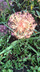 Scadoxus multiflorus