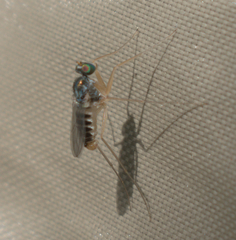 Dactylomyia lateralis