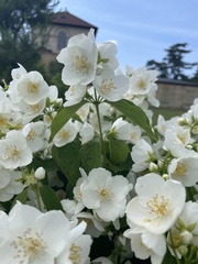 Philadelphus