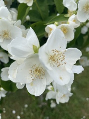 Philadelphus