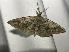 Melanolophia imitata