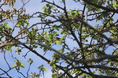 Media resource of Leiothlypis peregrina