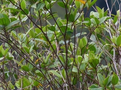 Chlorophonia cyanea