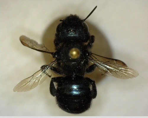 iNaturalist observation photo of Mason Bees