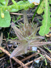 Castilleja victoriae