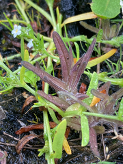 Castilleja victoriae