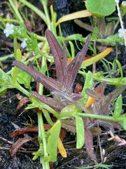 Castilleja victoriae