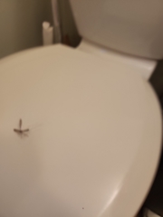 Bittacomorpha clavipes