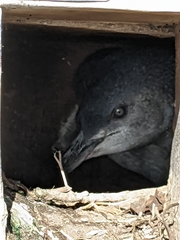 Eudyptula minor albosignata