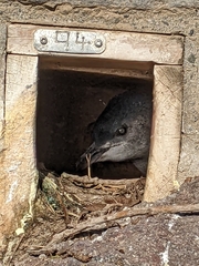 Eudyptula minor albosignata