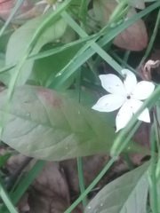 Trientalis