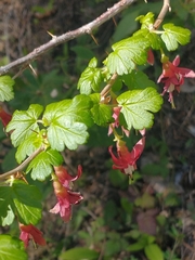 Ribes lobbii