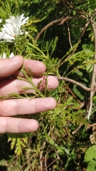 Argyranthemum dissectum image