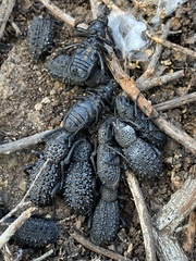 Talaurinus verrucosus