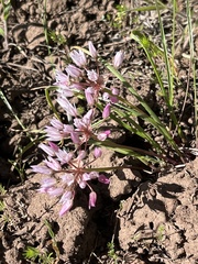 Allium lemmonii