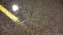 Lampropeltis splendida