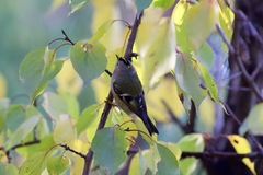 Regulus regulus