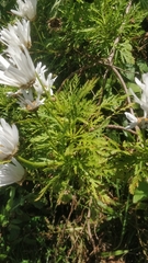 Image of Argyranthemum dissectum