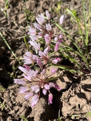 Allium lemmonii