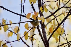 Regulus regulus