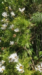 Argyranthemum dissectum image