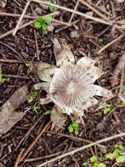 Geastrum tenuipes