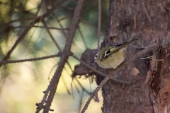 Regulus regulus