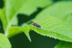 Rhodobaenus quinquepunctatus