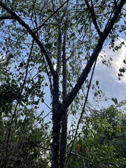 Zanthoxylum schreberi